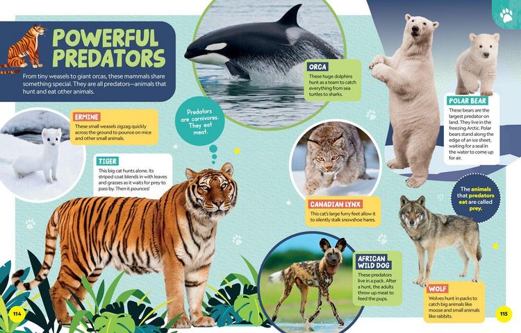 Produktbild: Little Kids First Encyclopedia of Almost Everything