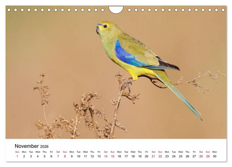 Produktbild: Australian Parrots (Wall Calendar 2026 DIN A4 landscape), CALVENDO 12 Month Wall Calendar