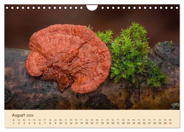 Produktbild: Pilzgalerie - Eindrucksvolle Aufnahmen von unseren heimischen Pilzen (Wandkalender 2026 DIN A4 quer), CALVENDO Monatskalender