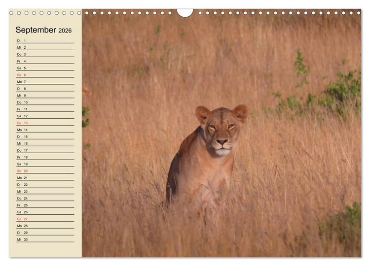 Produktbild: L&ouml;wen in freier Wildbahn (Wandkalender 2026 DIN A3 quer), CALVENDO Monatskalender