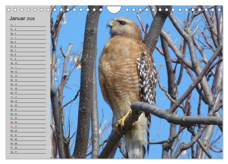 Produktbild: Falken und Greifv&ouml;gel - Edle J&auml;ger (Wandkalender 2026 DIN A4 quer), CALVENDO Monatskalender
