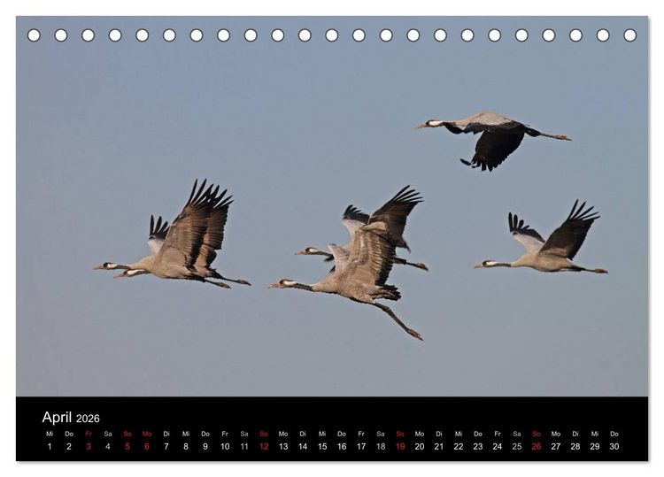 Produktbild: Kranich-Land Brandenburg (Tischkalender 2026 DIN A5 quer), CALVENDO Monatskalender