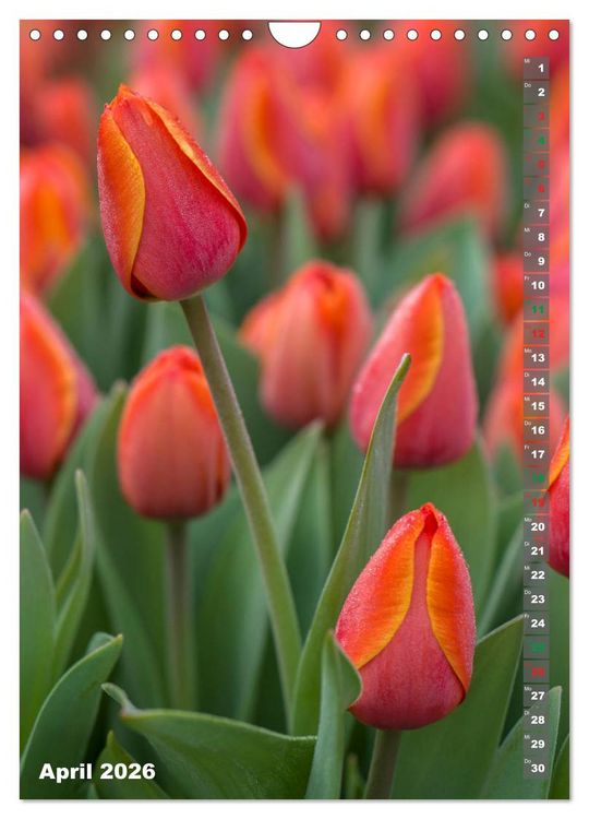 Produktbild: Tulpen - die Fr&uuml;hlingsblume (Wandkalender 2026 DIN A4 hoch), CALVENDO Monatskalender