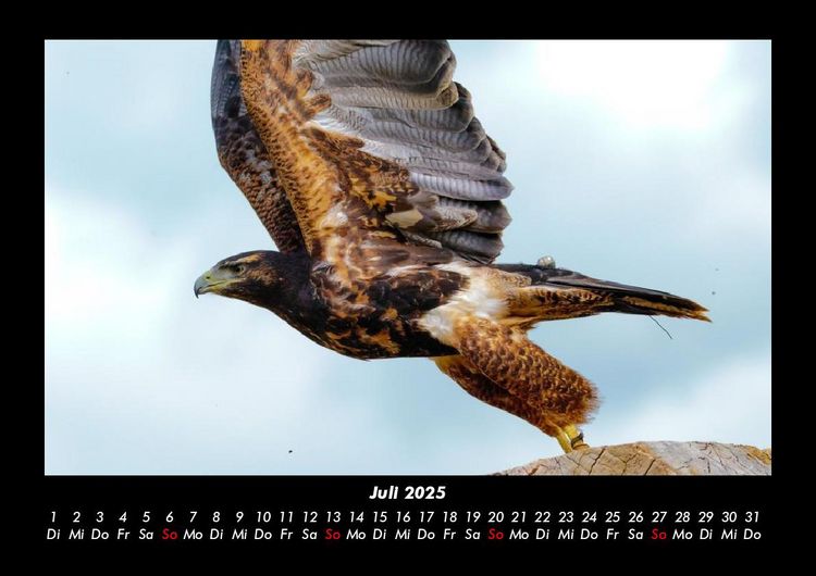 Produktbild: Welt der V&ouml;gel 2025 Fotokalender DIN A3