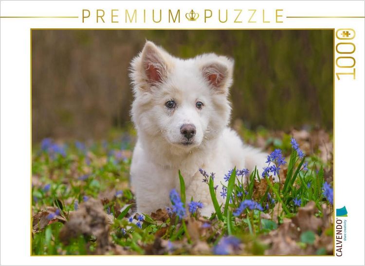 Produktbild: CALVENDO Puzzle Islandhundwelpe im Scillawald | 1000 Teile Lege-Gr&ouml;&szlig;e 64x48cm Foto-Puzzle f&uuml;r gl&uuml;ckliche Stunden