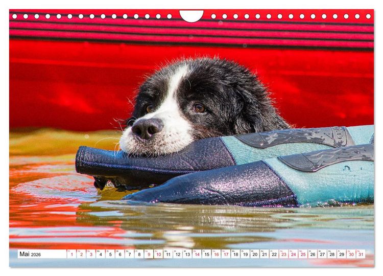 Produktbild: Traumhund Landseer (Wandkalender 2026 DIN A4 quer), CALVENDO Monatskalender
