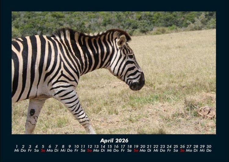 Produktbild: Zebrazauber 2026 Fotokalender DIN A4
