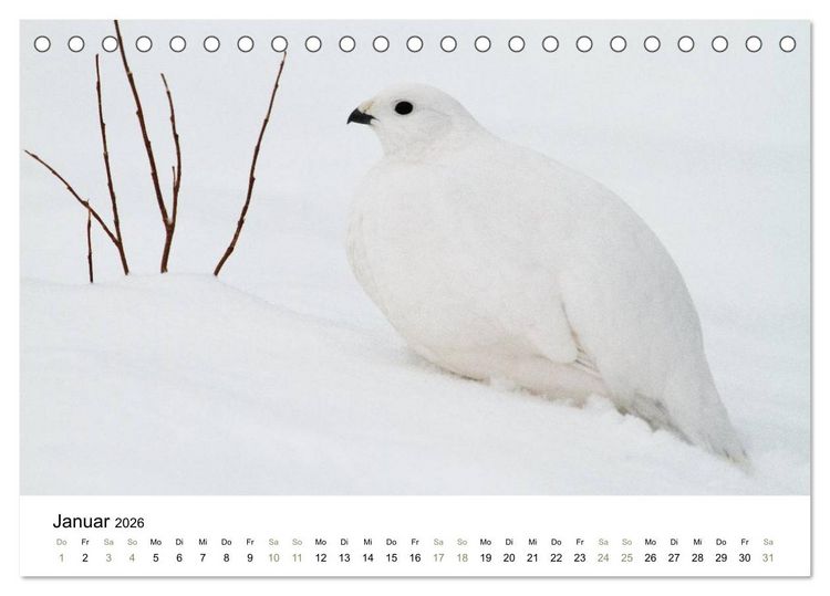 Produktbild: Einblick-Natur: Finnland nat&uuml;rlich (Tischkalender 2026 DIN A5 quer), CALVENDO Monatskalender