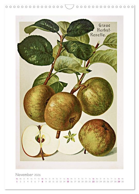 Produktbild: &Auml;pfel/Appels. Alte ostfriesische Sorten (Wandkalender 2026 DIN A3 hoch), CALVENDO Monatskalender