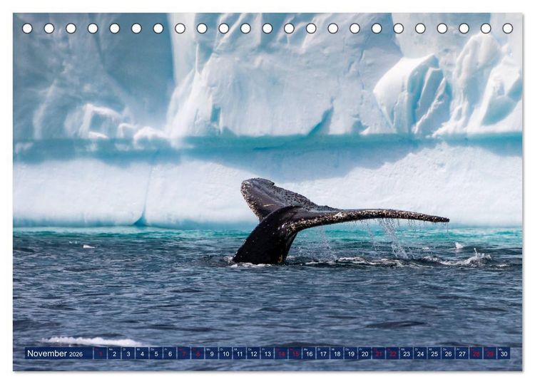 Produktbild: Antarktis Gletscher, Robben, Pinguine (Tischkalender 2026 DIN A5 quer), CALVENDO Monatskalender