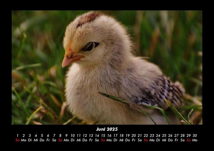 Produktbild: Welt der V&ouml;gel 2025 Fotokalender DIN A3