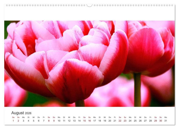 Produktbild: Zauberhafte Tulpen (Wandkalender 2026 DIN A2 quer), CALVENDO Monatskalender