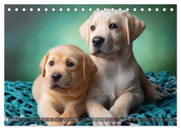 Produktbild: Welpen im Kuschelmodus - Herzerw&auml;rmende kleine Labrador Retriever (Tischkalender 2026 DIN A5 quer), CALVENDO Monatskalender