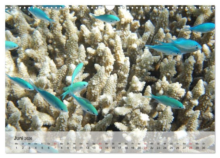 Produktbild: In der Meerestiefe. Fische und Korallen im ewigen Blau (Wandkalender 2026 DIN A3 quer), CALVENDO Monatskalender