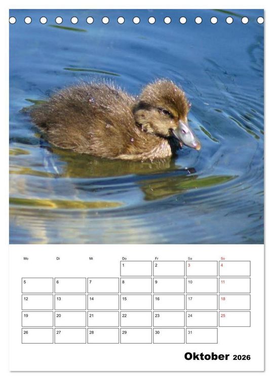 Produktbild: Liebenswerte Enten (Tischkalender 2026 DIN A5 hoch), CALVENDO Monatskalender