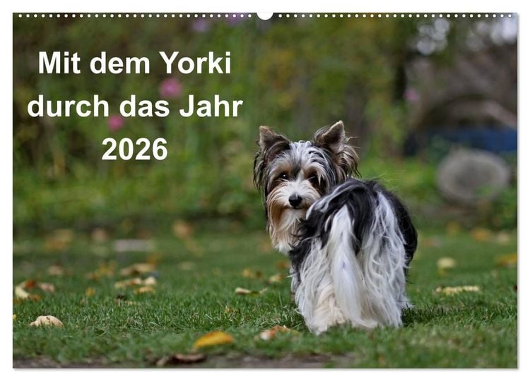 Produktbild: Mit dem Yorki durch das Jahr 2026 (Wandkalender 2026 DIN A2 quer), CALVENDO Monatskalender