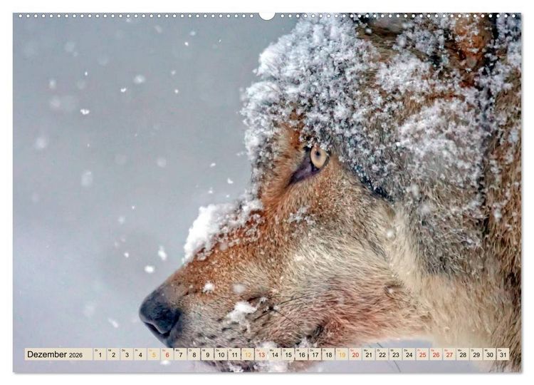 Produktbild: Wolf - Imposanter J&auml;ger (hochwertiger Premium Wandkalender 2026 DIN A2 quer), Kunstdruck in Hochglanz