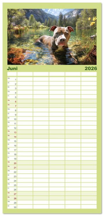 Produktbild: Familienplaner 2026 - Pit Bull Terrier. Zwischen Wildblumen und Gro&szlig;stadtglanz mit 5 Spalten (Wandkalender, 21 x 45 cm) CALVENDO