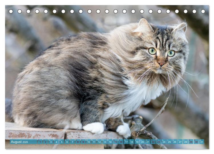 Produktbild: Maui und Molokai - Sibirische Katzenschwestern (Tischkalender 2026 DIN A5 quer), CALVENDO Monatskalender