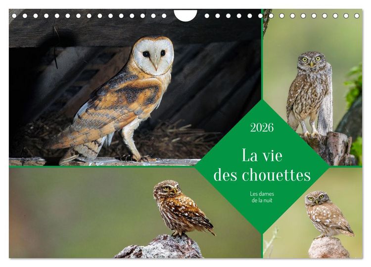 Produktbild: La vie des chouettes, les dames de la nuit (Calendrier mural 2026 DIN A4 vertical), CALVENDO calendrier mensuel
