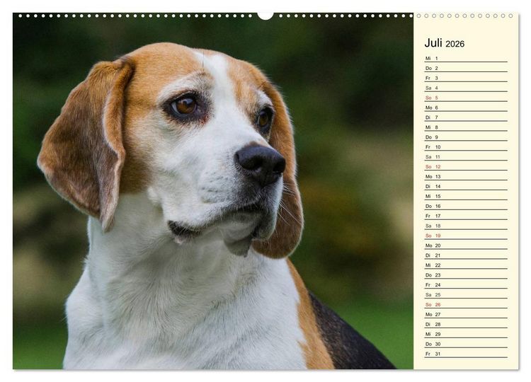 Produktbild: Beagle - Herz auf 4 Pfoten (Wandkalender 2026 DIN A2 quer), CALVENDO Monatskalender