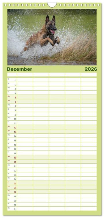 Produktbild: Familienplaner 2026 - Belgischer Sch&auml;ferhund - Der Malinois in Action mit 5 Spalten (Wandkalender, 21 x 45 cm) CALVENDO