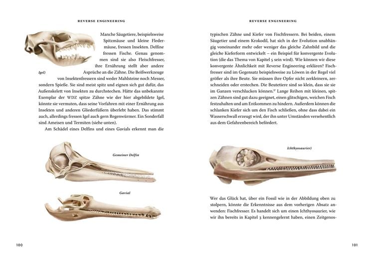 Produktbild: Das gro&szlig;e Buch der Evolution