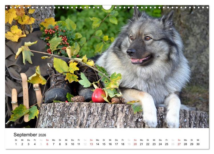 Produktbild: Der Wolfsspitz (Wandkalender 2026 DIN A3 quer), CALVENDO Monatskalender