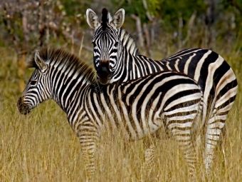 Produktbild: CALVENDO Puzzle Zebra-Kleinfamilie, Namibia | 1000 Teile Lege-Gr&ouml;&szlig;e 64x48cm Foto-Puzzle f&uuml;r gl&uuml;ckliche Stunden