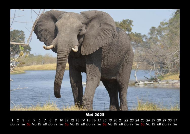 Produktbild: Elefanten 2025 Fotokalender DIN A3