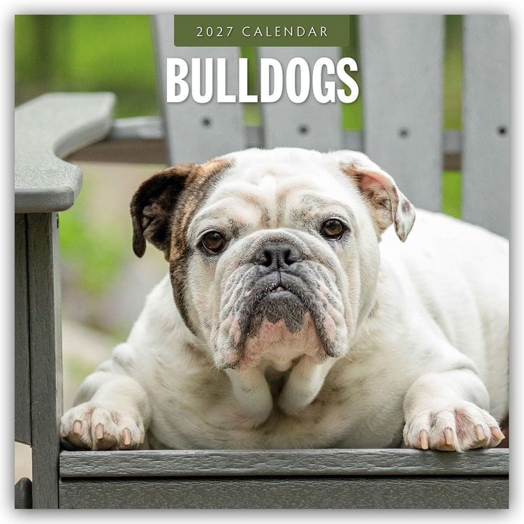Produktbild: Bulldogs &ndash; Bulldoggen 2027 &ndash; 16-Monatskalender