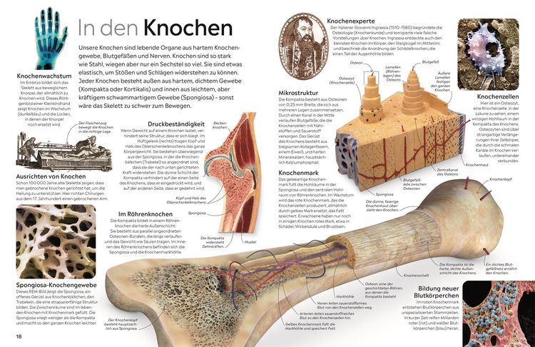 Produktbild: memo Wissen. K&ouml;rper