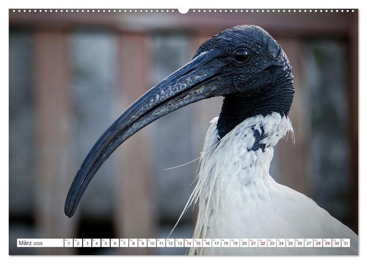 Produktbild: Australiens V&ouml;gel (hochwertiger Premium Wandkalender 2026 DIN A2 quer), Kunstdruck in Hochglanz