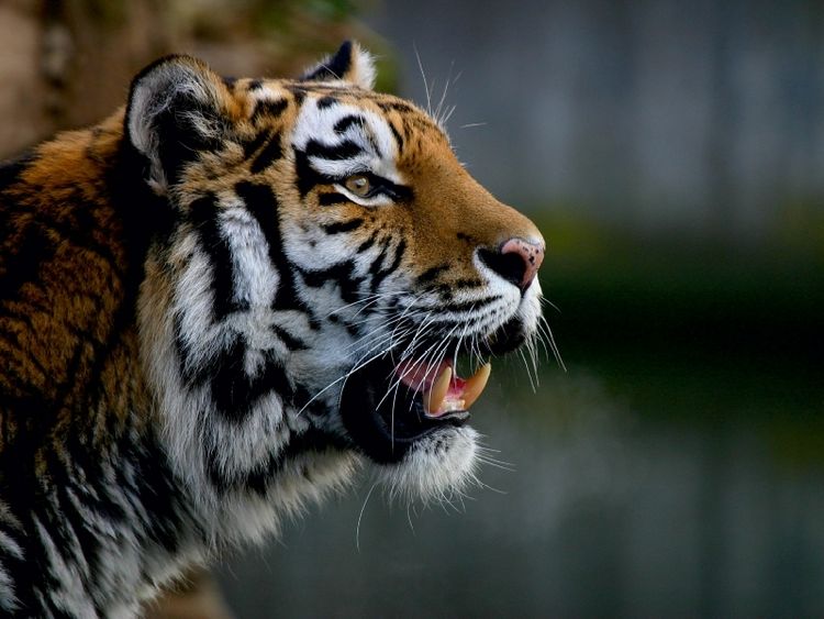 Produktbild: CALVENDO Puzzle Ein Motiv aus dem Kalender Tiger - die leisen J&auml;ger des Dschungels | 1000 Teile Lege-Gr&ouml;&szlig;e 64x48cm Foto-Puzzle f&uuml;r gl&uuml;ckliche Stunden