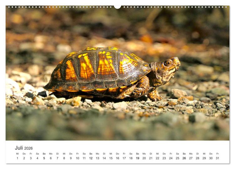 Produktbild: Reptilien - Tierische Farbenpracht (hochwertiger Premium Wandkalender 2026 DIN A2 quer), Kunstdruck in Hochglanz