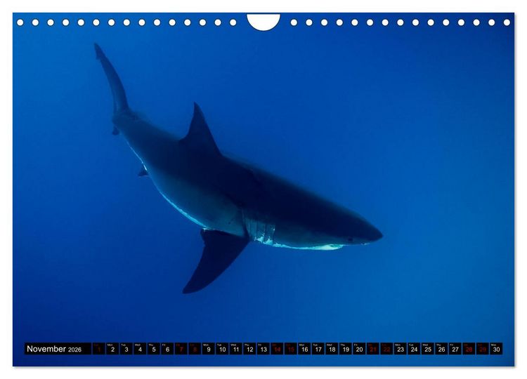 Produktbild: The Great White Shark: King of the Ocean (Wall Calendar 2026 DIN A4 landscape), CALVENDO 12 Month Wall Calendar