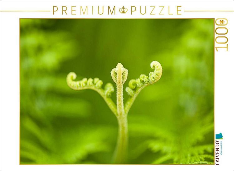 Produktbild: CALVENDO Puzzle Adlerfarn (Pteridium aquilinum) | 1000 Teile Lege-Gr&ouml;&szlig;e 64x48cm Foto-Puzzle f&uuml;r gl&uuml;ckliche Stunden