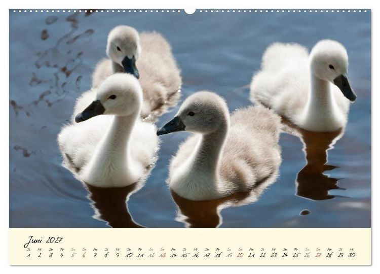 Produktbild: Vom K&uuml;ken zum stolzen Schwan (hochwertiger Premium Wandkalender 2027 DIN A2 quer), Kunstdruck in Hochglanz