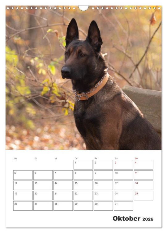 Produktbild: Malinois Power auf vier Pfoten (Wandkalender 2026 DIN A3 hoch), CALVENDO Monatskalender