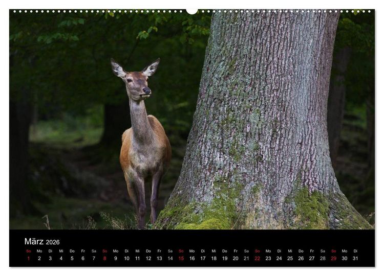 Produktbild: Der Rothirsch, K&ouml;nig der W&auml;lder (Wandkalender 2026 DIN A2 quer), CALVENDO Monatskalender