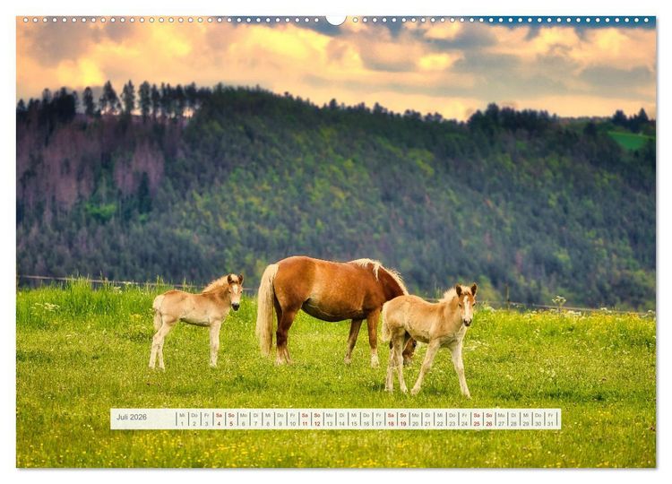 Produktbild: Haflinger im Th&uuml;ringer Wald (hochwertiger Premium Wandkalender 2026 DIN A2 quer), Kunstdruck in Hochglanz