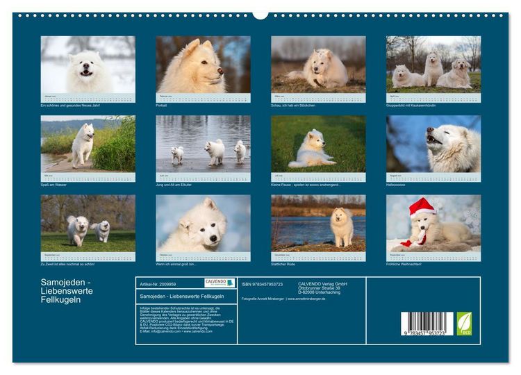 Produktbild: Samojeden - Liebenswerte Fellkugeln (hochwertiger Premium Wandkalender 2026 DIN A2 quer), Kunstdruck in Hochglanz