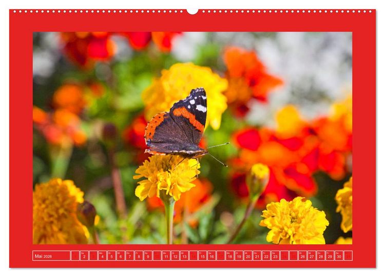 Produktbild: Wir sind die Stars im Garten (hochwertiger Premium Wandkalender 2026 DIN A2 quer), Kunstdruck in Hochglanz