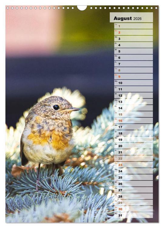 Produktbild: Niedliche Rotkehlchen (Wandkalender 2026 DIN A3 hoch), CALVENDO Monatskalender
