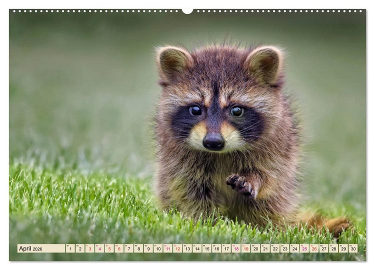 Produktbild: Waschb&auml;r - Niedlicher Allesfresser (Wandkalender 2026 DIN A2 quer), CALVENDO Monatskalender