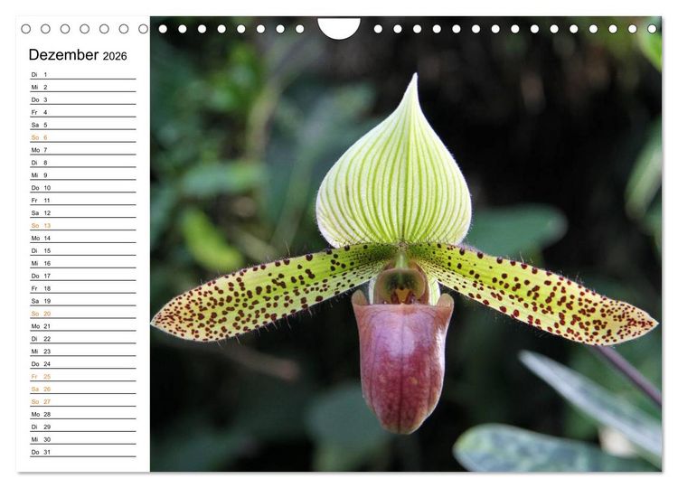 Produktbild: Prachtvolle Orchideen (Wandkalender 2026 DIN A4 quer), CALVENDO Monatskalender