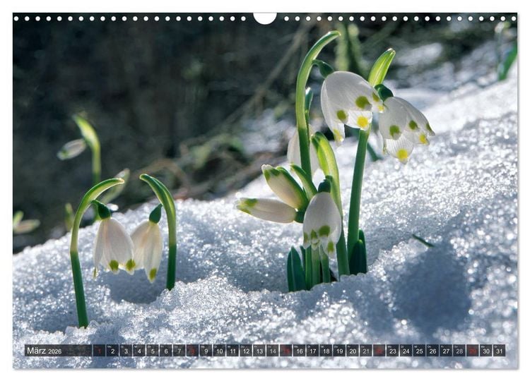 Produktbild: Mein Donautal (Wandkalender 2026 DIN A3 quer), CALVENDO Monatskalender