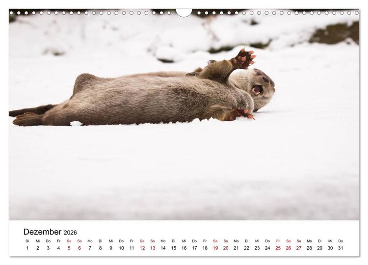 Produktbild: Otter - J&auml;ger an Fl&uuml;ssen und Seen (Wandkalender 2026 DIN A3 quer), CALVENDO Monatskalender