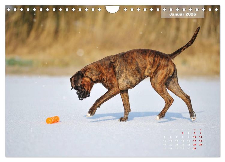 Produktbild: Typisch Boxer (Wandkalender 2026 DIN A4 quer), CALVENDO Monatskalender
