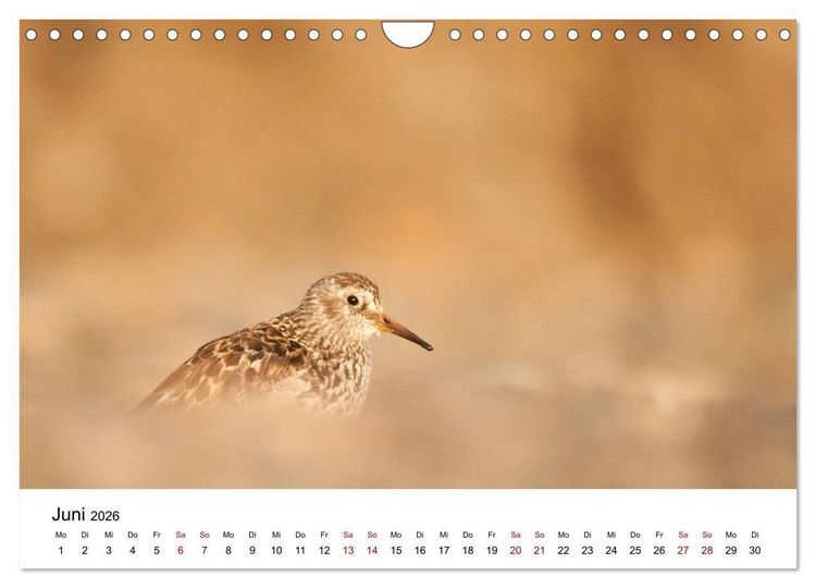 Produktbild: Spitzbergenkalender (Wandkalender 2026 DIN A4 quer), CALVENDO Monatskalender